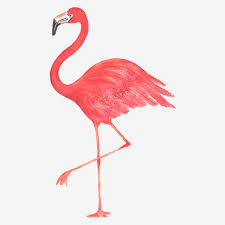 These birds reside in tropical climates in regions of africa, asia. Watercolor Flamingo Bird Flamingo Clipart Zoo Animals Flamingo Png Transparent Clipart Image And Psd File For Free Download