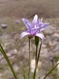 Image result for Xerophyta equisetoides