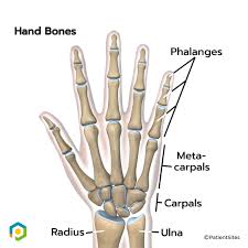 Image result for Normal Anatomic Position of the Hand and Wrist
