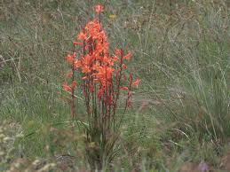 Image result for Plicosepalus amplexicaulis