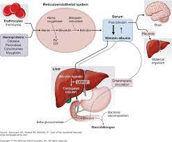 Bilirubin Metabolism In The Newborn Dr Trynaadh
