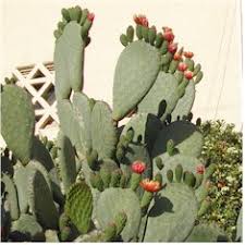 Learn about this traditional mexican food how to harvest and prepare noaples (nopalitos). Nopales Nopalitos Article Gourmetsleuth