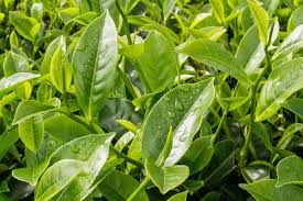 Image result for Camellia sinensis