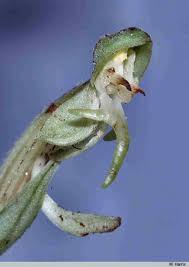 Image result for Habenaria macrura