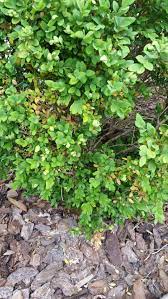 The goshiki false holly is an attractive evergreen shrub that is grown for the amazing and beautiful colored patterns on its leaves. Why Are My Boxwood Shrubs Dropping Yellow Leaves Gardening Landscaping Stack Exchange