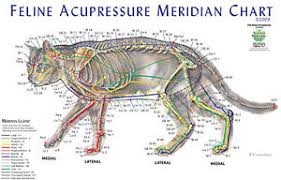 Details About Feline Meridian Chart Cat Acupressure Meridian Chart Animalacupressure Com