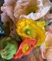 If you are looking to acquire wholesale flower bulbs, we have an extensive array of bulbs! Yellow Orange Icelandic Poppies Wholesale Flowers Diy Wedding Flowers