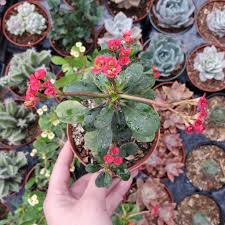 Image result for Euphorbia eranthes