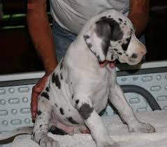 — incrocio cane di razza dalmata in regalo pois è una cagnolina taglia media, incrocio dalmata. Regalo Alano Da Volontario A Terni Regalo Adorabili Cuccioli Di Alano Femminucce E Maschietti Disponibili Per L Adozione Gratuita I Cu