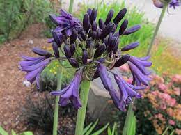Pin On Garden Ideas B W And Purple
