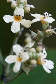 Image result for Avicenniaceae