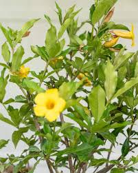 Image result for Allamanda schottii
