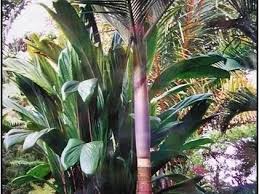 Image result for Acanthophoenix rubra