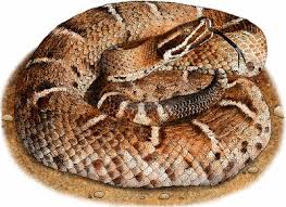 Newborn willardi are hypothesized to use their dark tails as lures. Ridge Nosed Rattlesnake Illustration Stock Image C027 4717 Science Photo Library
