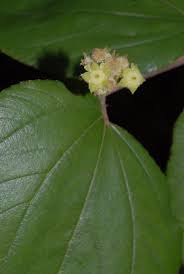 Image result for Ziziphus abyssinica