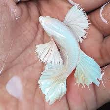 This particular fish here is a elephant ear copper plakat. 61 Big Dumbo Ear Betta Fish Type Ideas In 2021 Betta Fish Types Betta Fish Dumbo Ears