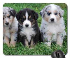 Cute australian shepherd puppy wearing santa hat and red bow, on green background. Australian Shepherd Puppies Mouse Pad Mousepad Dogs Mouse Pad Buy Australian Shepherd Puppies Mouse Pad Mousepad Dogs Mouse Pad Online At Low Price In India Amazon In