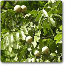 Image result for Khaya