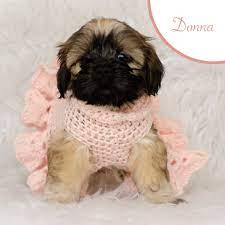 Maybe you would like to learn more about one of these? Shih Tzu Puppies For Sale Orlando Fl 299300 Petzlover