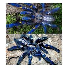 Metallic Tarantula Poecilotheria Metallica In 2021 Tarantula Poecilotheria Metallica Two Faced Cat