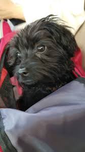 ２３日目 車でお出かけ gogo 黒犬 お出かけ 犬