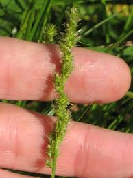 Image result for Digitaria velutina