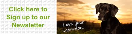 The charity was set up with the sole purpose of rescuing as many dogs as we possibly can from the devastating situations, through no fault of their own, that they find themselves in. Home Labrador Rescue South East Central