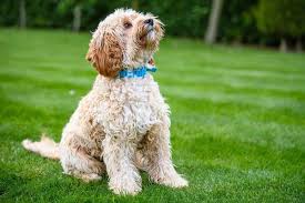 Check spelling or type a new query. Ways To Prevent Cavapoo Fur From Matting 3 Must Have Dog Brushes That Work Embora Pets