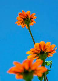 Blue and orange flowers images. Orange Flowers On Blue Sky Photograph By Debbie Karnes