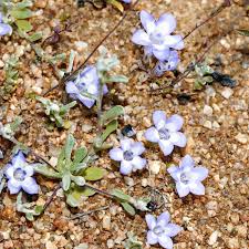 Image result for Wahlenbergia cephalodina
