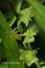 Image result for Rhipidoglossum