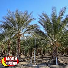 The botanical family of date palm is. Date Plam Care Guide Tree Care Moon Valley Nurseries