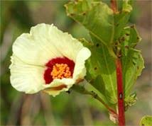 Image result for Cienfuegosia digitata