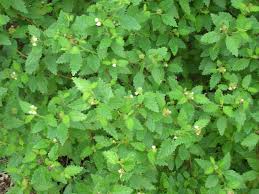 Image result for Cordia sp.A.