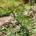 Image result for Zanthoxylum usambarense