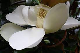 Magnolia In Full Bloom Mississippi State Flower White Magnolia Bloom Flowers