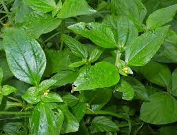 Image result for Synedrella