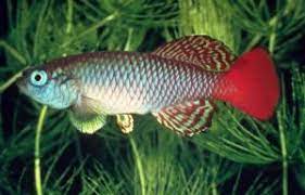 nothobranchius palmqvisti akvaryum baligi kenya akvaryum