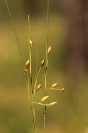 Image result for Rhynchospora brevirostris