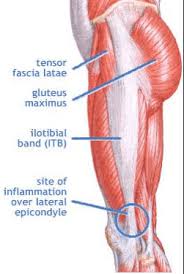 The glutes play a role in a huge amount of daily movements. What S Butt Got To Do With It Importance Of Strong Glutes Kintec