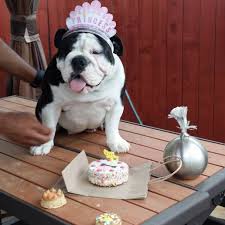 Lakeshore bulldogs is an akc show exhibitor and english bulldog breeder in virginia beach, virginia. 757bulldogs Home Facebook