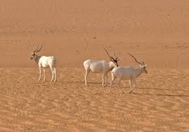 Saharan addax antelope faces imminent extinction | IUCN