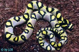 Mandarin Ratsnake Pet Snake Beautiful Snakes Pretty Snakes