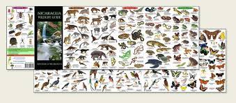 Please don't feed wild animals they learn to attack children holding food then we may have to destroy the animal. Nicaragua Field Guides By Rainforest Publications