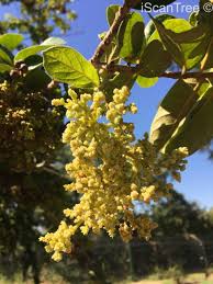 Image result for Antidesma venosum