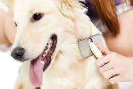 how to get rid of fleas on puppies and dogs fleas on puppies puppies pet businesses