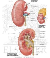 Lumbar veins, right gonadal vein, renal veins, right suprarenal vein, inferior. Gross Structure Of Kidney