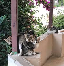 Katanya daging ayam segar boleh diberikan ke kucing, tapi pilih bagian yang rendah lemak, yakni paha dan dada. Makanan Alami Untuk Kucing Menyusui Blacan Com