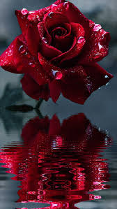 Red Rose Flowerslove Red Roses Wallpaper Flower Wallpaper Beautiful Red Roses