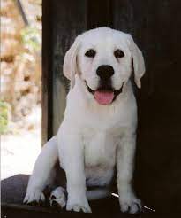 Our puppies are bred for calm demeanors who will be great pets and will also. Shelby S White Labrador Breeders A White Lab Breeder Puppies For Sale